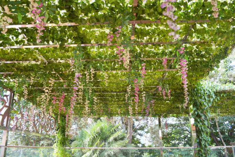 Grape Trellis Installation in Kansas City, KS